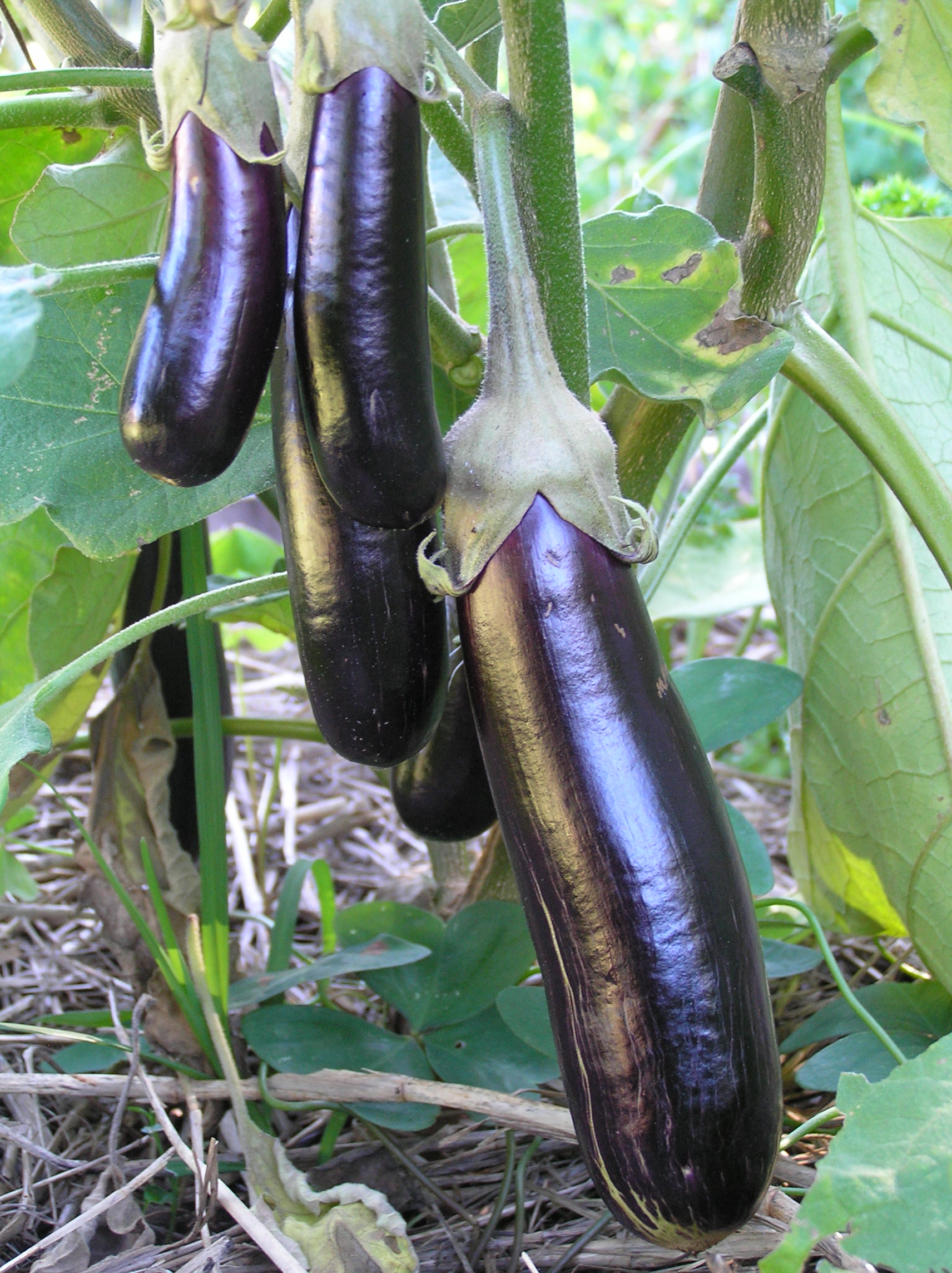 How to Grow Organic Eggplant